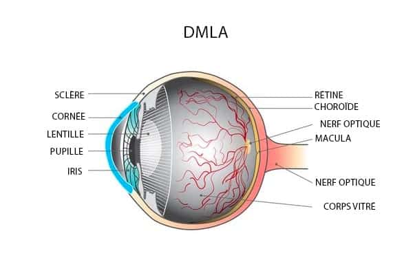 dmla maladie des yeux retine macula optique chirurgien ophtalmologue paupieres ophtalmo paris docteur florence pouget theron paris